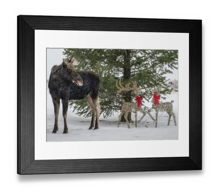 Framed Print : USA, Idaho. Bull moose visiting Christmas deer ornament Framed Print : USA, Idaho. Bull moose visiting Christmas deer ornament