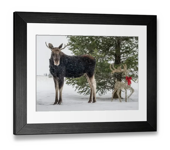 Framed Print : USA, Idaho. Young bull moose and a decorated Christmas ornament Framed Print : USA, Idaho. Young bull moose and a decorated Christmas ornament