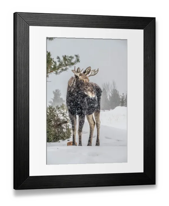 Framed Print : USA, Idaho. Young bull moose portrait in a snow storm