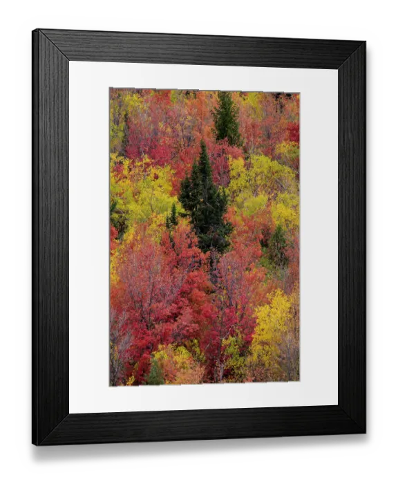 Framed Print : USA, Idaho. St. Charles along Green Canyon Road with hillside blazing in fall color with canyon maple and Aspens