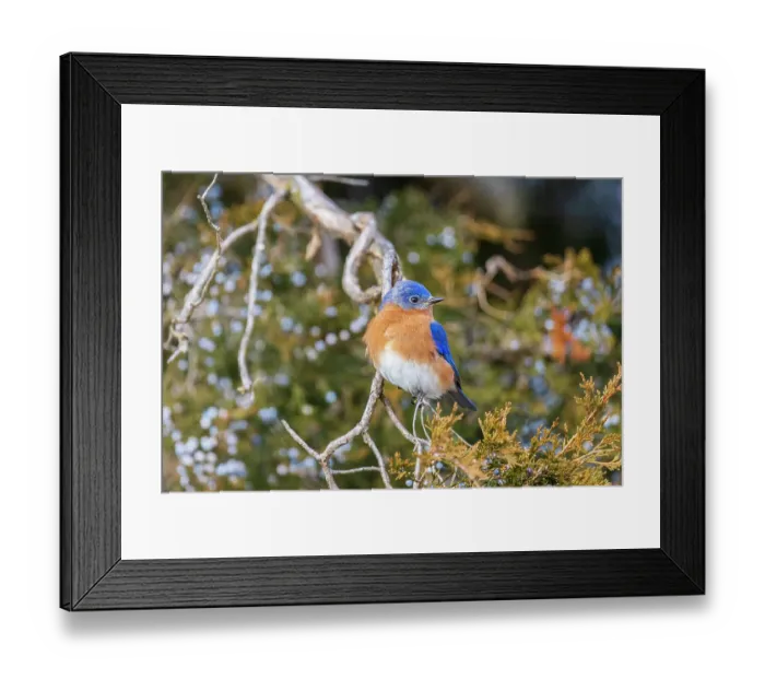 Framed Print : Eastern bluebird male in red cedar tree, Marion County, Illinois Framed Print : Eastern bluebird male in red cedar tree, Marion County, Illinois