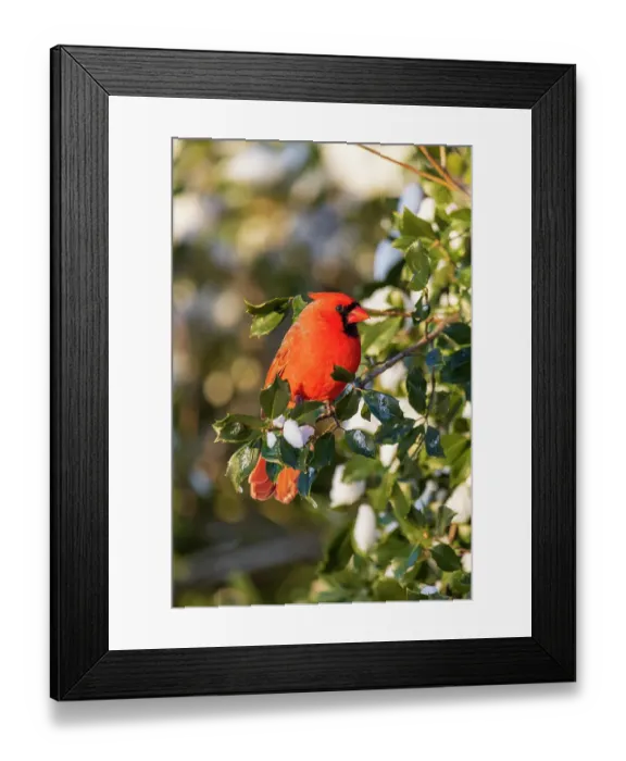 Framed Print : Northern cardinal male in American holly tree in winter, Marion County, Illinois Framed Print : Northern cardinal male in American holly tree in winter, Marion County, Illinois