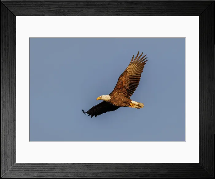 Framed Print : Bald eagle in flight, Clinton County, Illinois