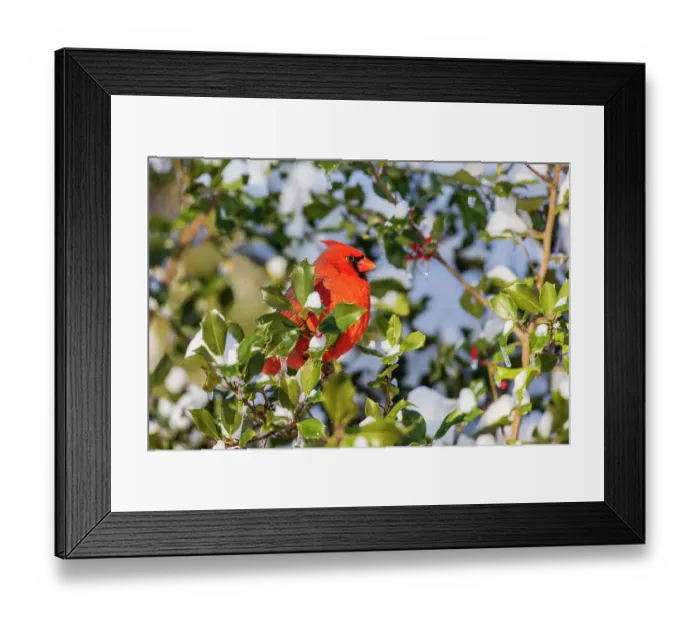 Framed Print : Northern cardinal male in American holly tree in winter, Marion County, Illinois