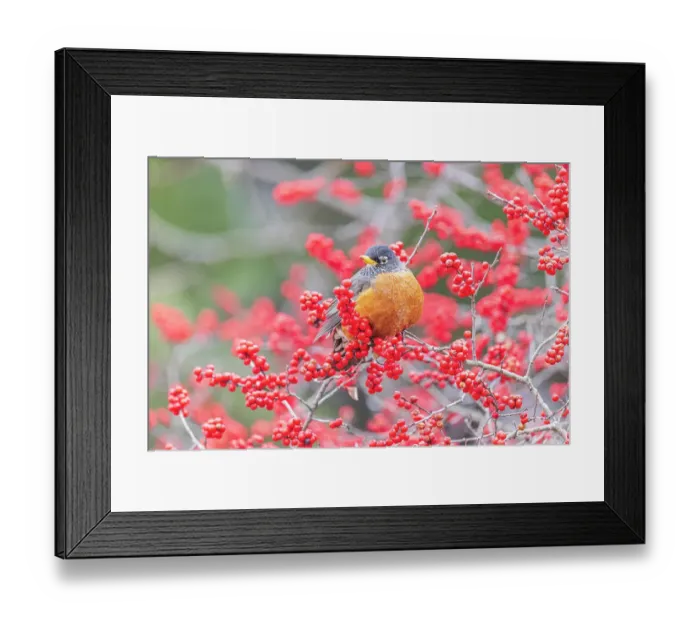Framed Print : American robin in winterberry bush, Marion County, Illinois Framed Print : American robin in winterberry bush, Marion County, Illinois