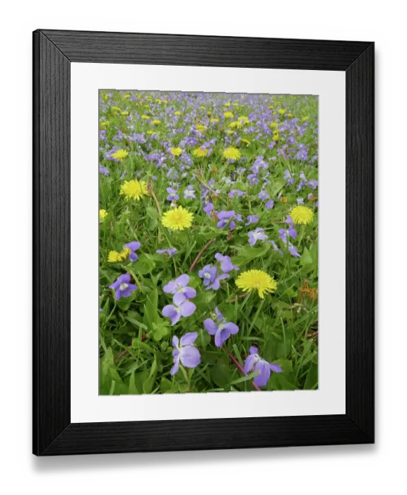 Framed Print : Dandelions and violets blooming, spring, western Kentucky Framed Print : Dandelions and violets blooming, spring, western Kentucky