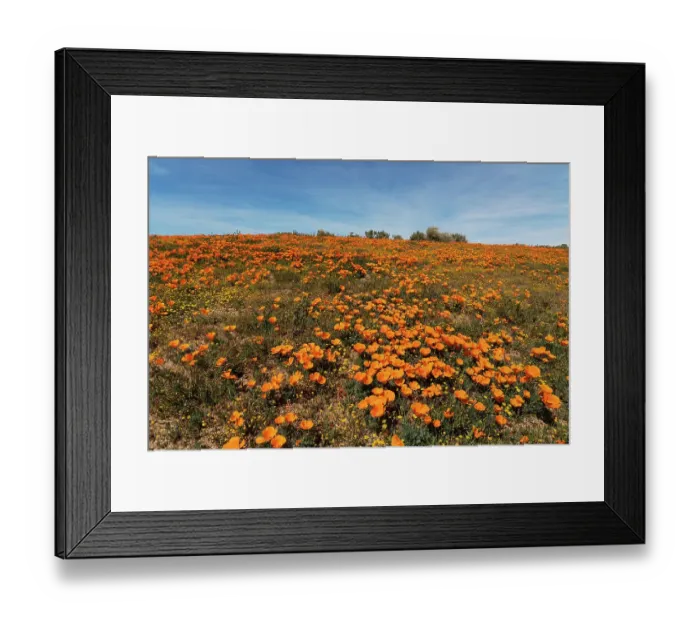 Framed Print : USA, California, Mojave Desert. Poppies on hillside