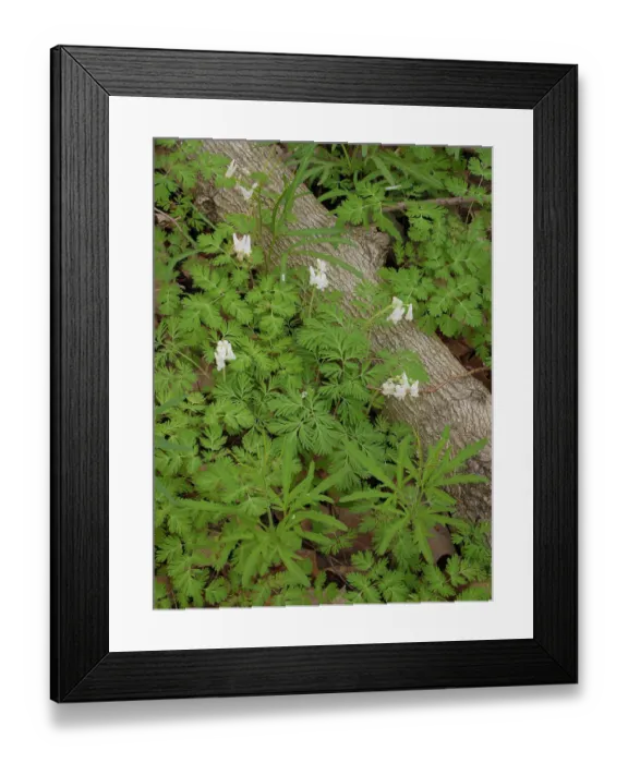 Framed Print : Dutchman's breeches in bloom, spring, John James Audubon State Park, western Kentucky