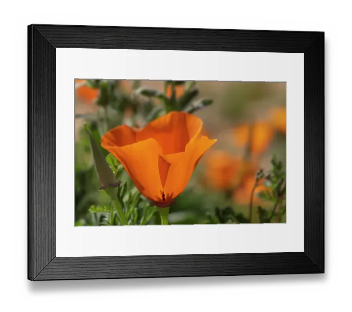 Framed Print : USA, California, Mojave Desert. California poppy close-up Framed Print : USA, California, Mojave Desert. California poppy close-up