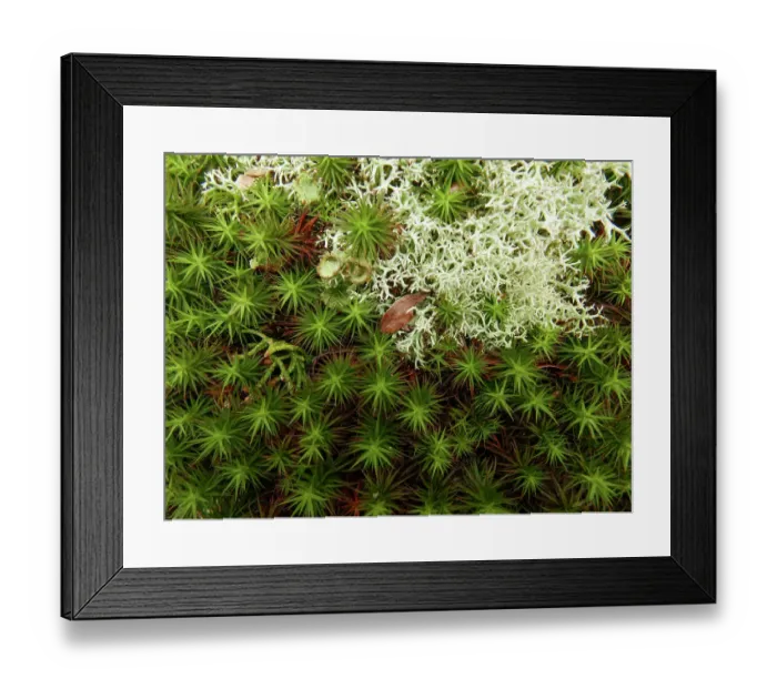 Framed Print : Haircap or polytrichum moss and cladonia lichen (also reindeer moss'), early spring, southern Illinois