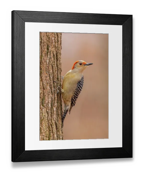 Framed Print : Red-bellied woodpecker female on the side of a tree, Marion County, Illinois Framed Print : Red-bellied woodpecker female on the side of a tree, Marion County, Illinois