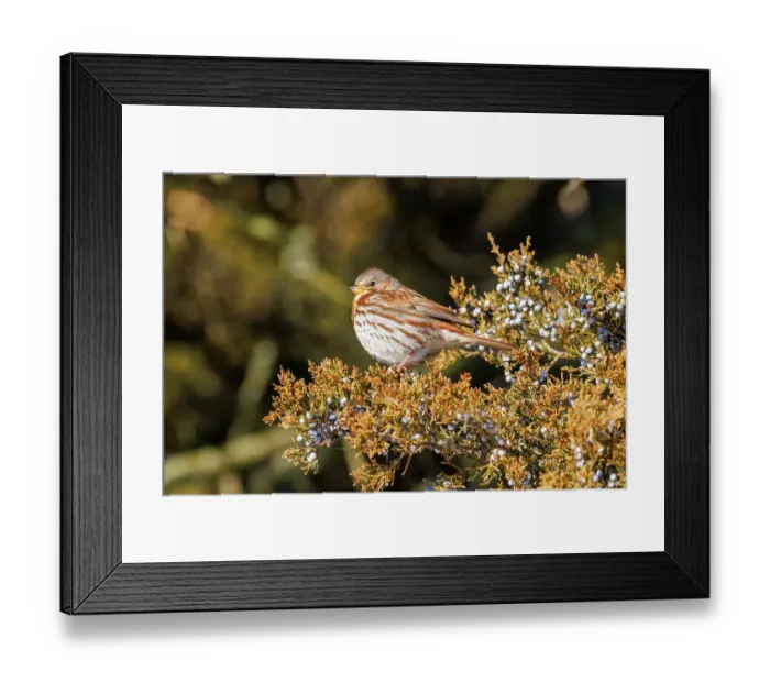 Framed Print : Fox sparrow in red cedar tree, Marion County, Illinois Framed Print : Fox sparrow in red cedar tree, Marion County, Illinois