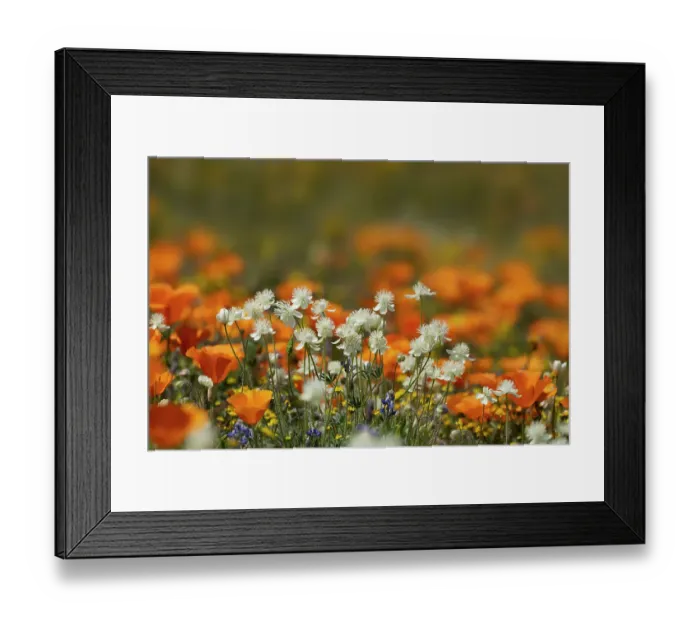Framed Print : USA, California, Mojave Desert. Wildflowers close-up Framed Print : USA, California, Mojave Desert. Wildflowers close-up