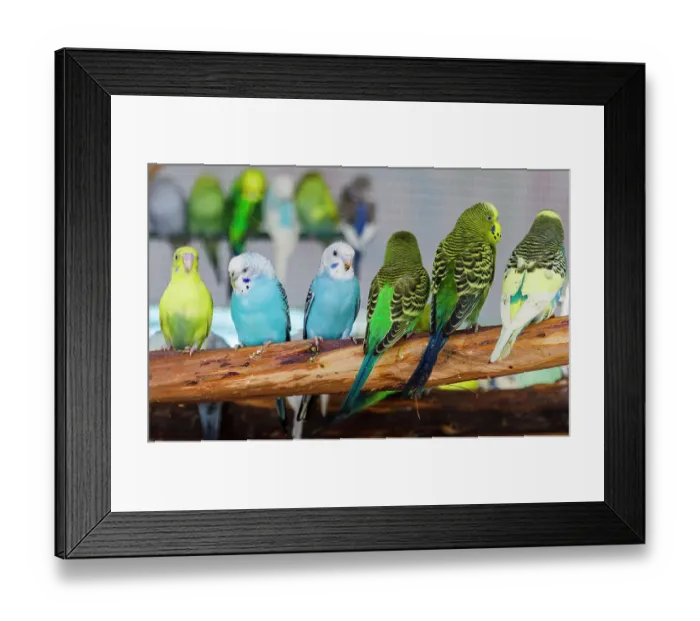 Framed Print : USA, Indiana, Indianapolis. Parakeets on display at Indiana State Fair. (Melopsittacus undulatus) ©Wendy Kaveney / Jaynes Gallery / DanitaDelimont.com Framed Print : USA, Indiana, Indianapolis. Parakeets on display at Indiana State Fair. (Melopsittacus undulatus) ©Wendy Kaveney / Jaynes Gallery / DanitaDelimont.com
