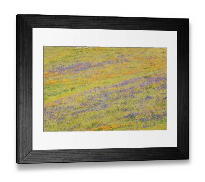 Framed Print : USA, California, Mojave Desert. Wildflowers on hillside