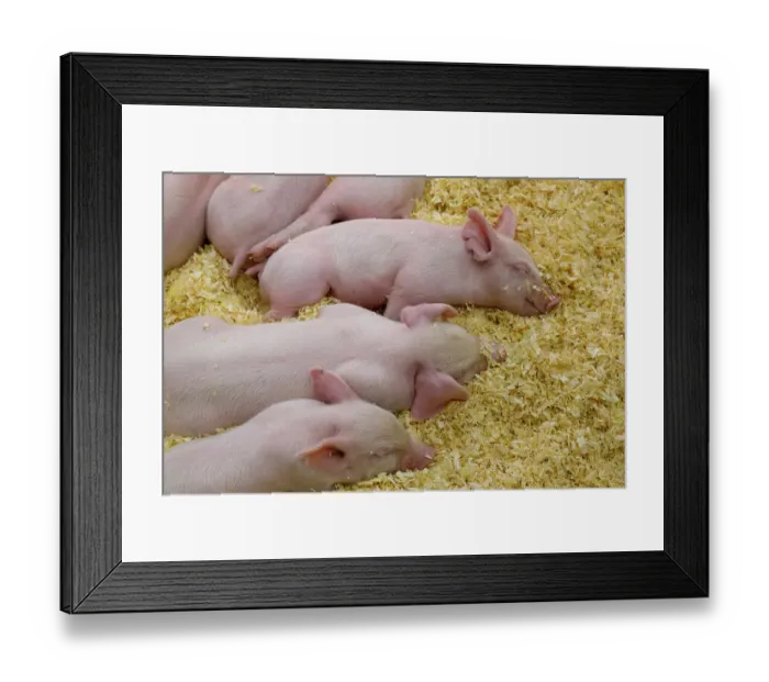 Framed Print : USA, Indiana, Indianapolis. Sleeping pink piglets in swine barn at Indiana State Fair. ©Wendy Kaveney  /  Jaynes Gallery  /  DanitaDelimont.com