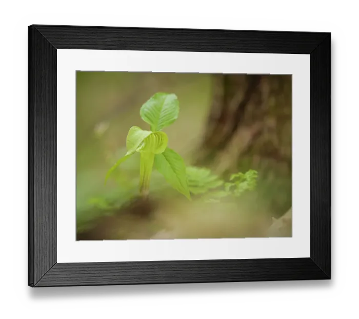Framed Print : Jack-in-the-pulpit, spring, western Kentucky