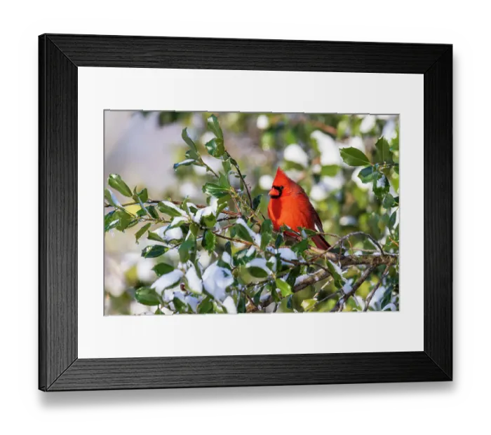 Framed Print : Northern cardinal male in American holly tree in winter, Marion County, Illinois