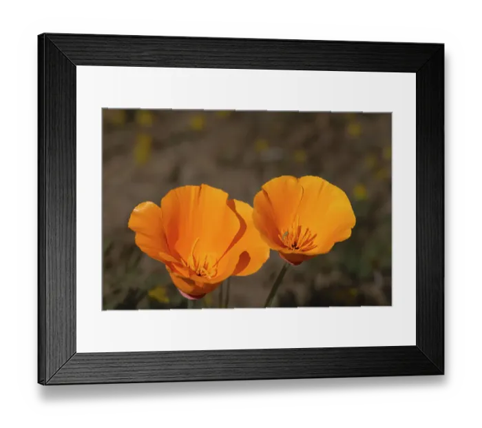 Framed Print : USA, California, Mojave Desert. California poppies close-up Framed Print : USA, California, Mojave Desert. California poppies close-up