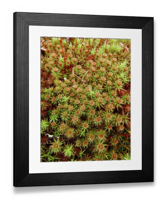 Framed Print : Moss flowers, spring, southern Illinois Framed Print : Moss flowers, spring, southern Illinois