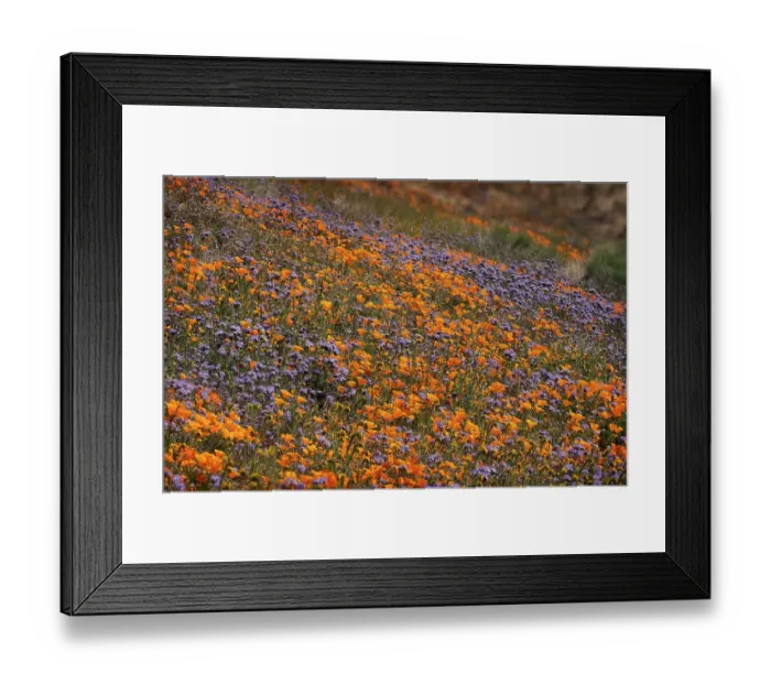 Framed Print : USA, California, Mojave Desert. Poppies and globe gilia flowers on hillside Framed Print : USA, California, Mojave Desert. Poppies and globe gilia flowers on hillside