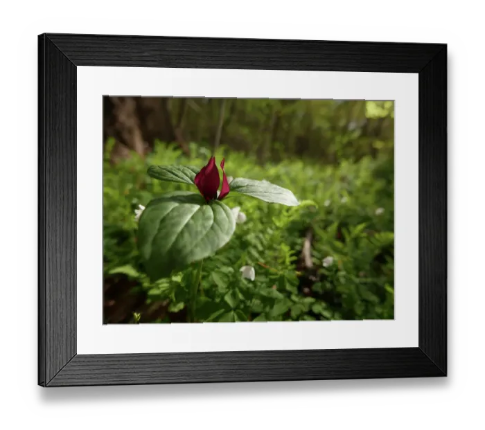 Framed Print : Red or toad trillium in bloom, spring, John James Audubon State Park, western Kentucky Framed Print : Red or toad trillium in bloom, spring, John James Audubon State Park, western Kentucky