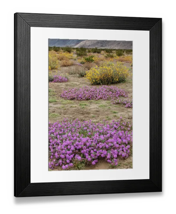 Framed Print : USA, California, Anza-Borrego Desert State Park. Scenic with desert wildflowers. ©Don Grall  /  Jaynes Gallery  /  DanitaDelimont.com
