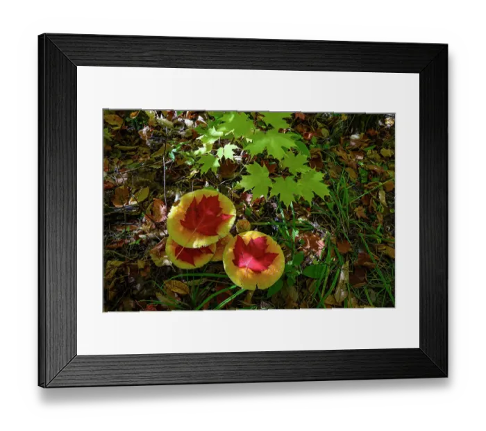 Framed Print : USA, Maine. Maple leaves and mushrooms, Baxter State Park Framed Print : USA, Maine. Maple leaves and mushrooms, Baxter State Park