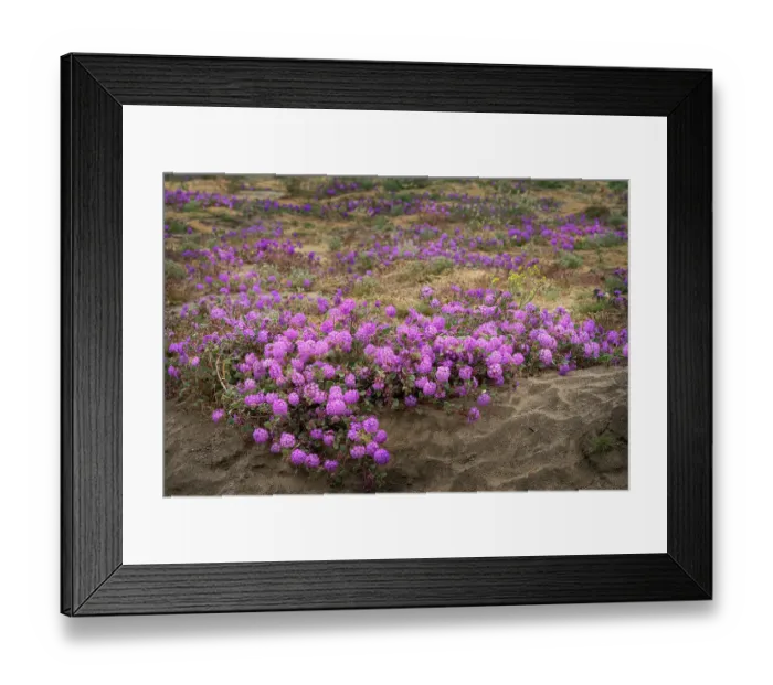 Framed Print : USA, California, Anza-Borrego Desert State Park. Close-up of purple sand verbena flowers. ©Don Grall / Jaynes Gallery / DanitaDelimont.com Framed Print : USA, California, Anza-Borrego Desert State Park. Close-up of purple sand verbena flowers. ©Don Grall / Jaynes Gallery / DanitaDelimont.com