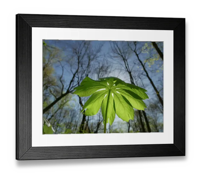 Framed Print : Mayapple leaf, early spring, John James Audubon State Park, western Kentucky Framed Print : Mayapple leaf, early spring, John James Audubon State Park, western Kentucky