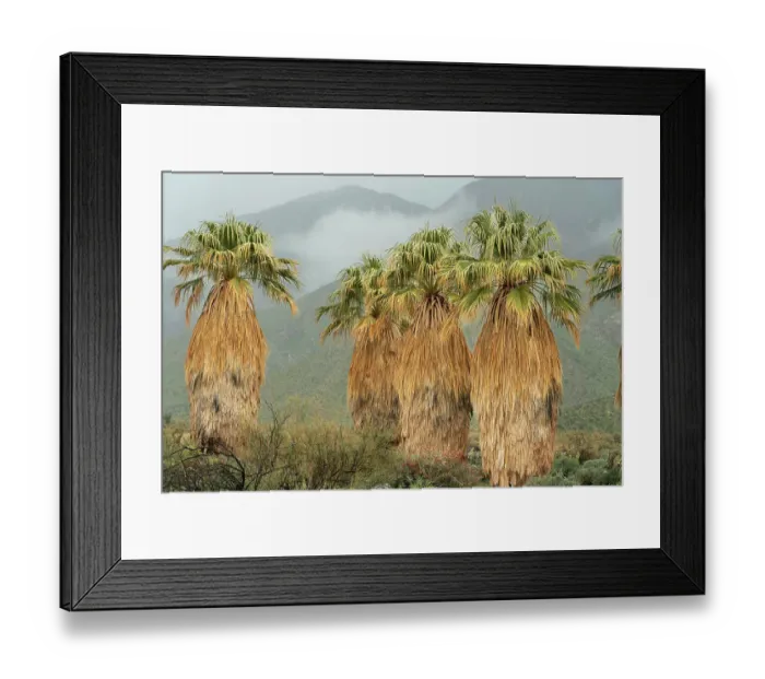 Framed Print : USA, California, Anza-Borrego Desert State Park. Landscape with California fan palm trees and fog on hills. ©Don Grall  /  Jaynes Gallery  /  DanitaDelimont.com