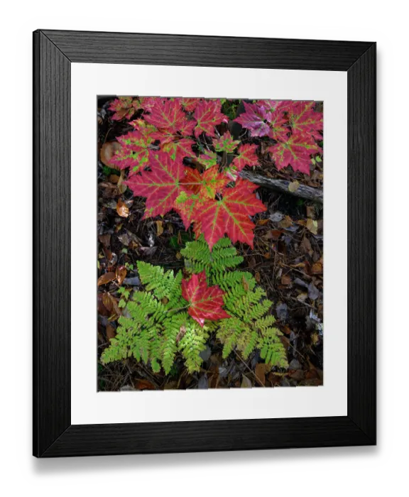 Framed Print : USA, Maine. Maple leaves and Fern, Baxter State Park Framed Print : USA, Maine. Maple leaves and Fern, Baxter State Park