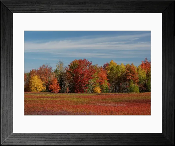 Framed Print : USA, Maine. Colorful fall foliage and Blueberry farm near Cherryfield