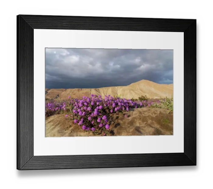 Framed Print : USA, California, Anza-Borrego Desert State Park. Purple sand verbena and arid desert hillside. ©Don Grall / Jaynes Gallery / DanitaDelimont.com Framed Print : USA, California, Anza-Borrego Desert State Park. Purple sand verbena and arid desert hillside. ©Don Grall / Jaynes Gallery / DanitaDelimont.com