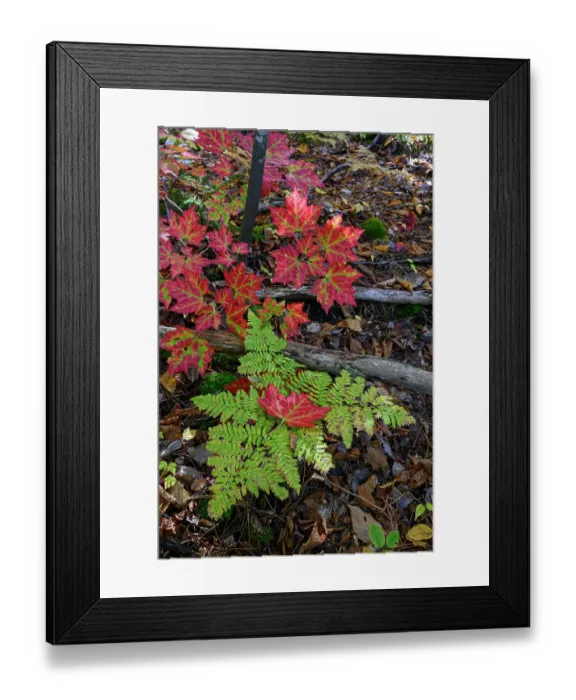 Framed Print : USA, Maine. Maple leaves and Fern, Baxter State Park Framed Print : USA, Maine. Maple leaves and Fern, Baxter State Park