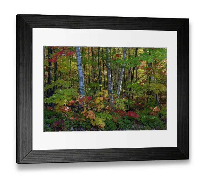 Framed Print : USA, Maine. Birch trunks and Fall foliage, Baxter State Park Framed Print : USA, Maine. Birch trunks and Fall foliage, Baxter State Park