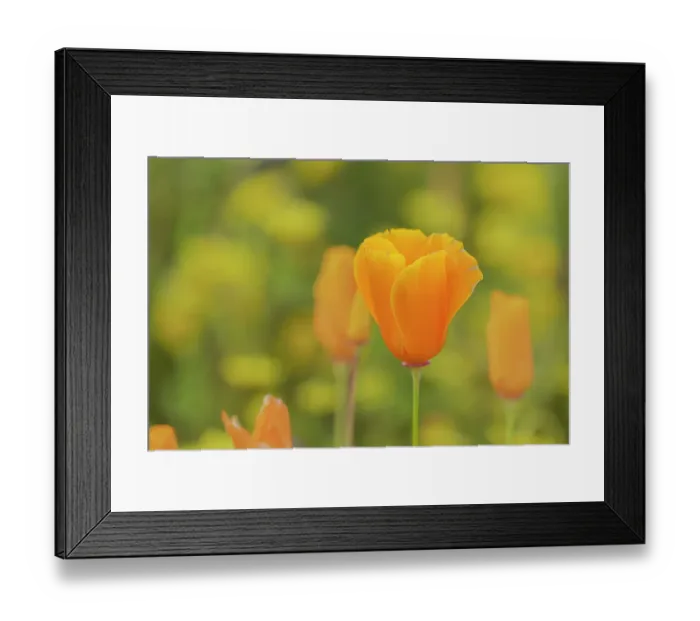 Framed Print : USA, California, Diamond Valley State Park. Close-up of yellow poppy. ©Don Grall / Jaynes Gallery / DanitaDelimont.com Framed Print : USA, California, Diamond Valley State Park. Close-up of yellow poppy. ©Don Grall / Jaynes Gallery / DanitaDelimont.com