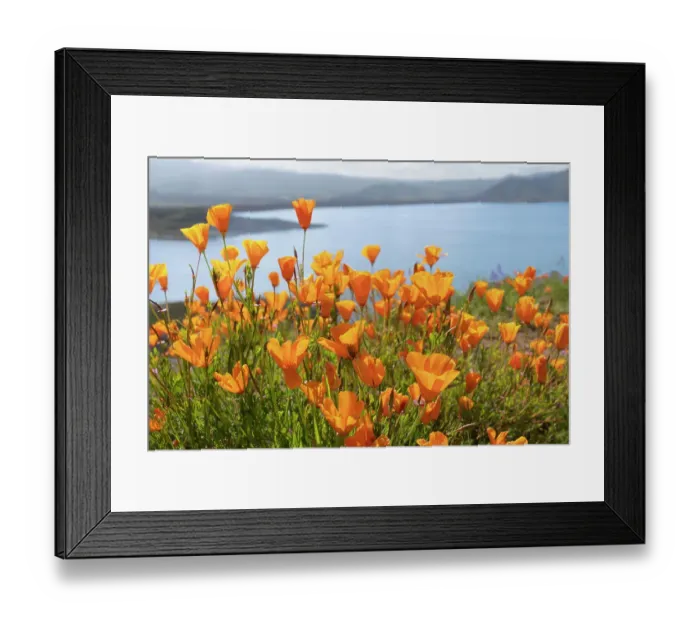 Framed Print : USA, California, Diamond Valley State Park. Close-up of yellow poppies. ©Don Grall / Jaynes Gallery / DanitaDelimont.com Framed Print : USA, California, Diamond Valley State Park. Close-up of yellow poppies. ©Don Grall / Jaynes Gallery / DanitaDelimont.com