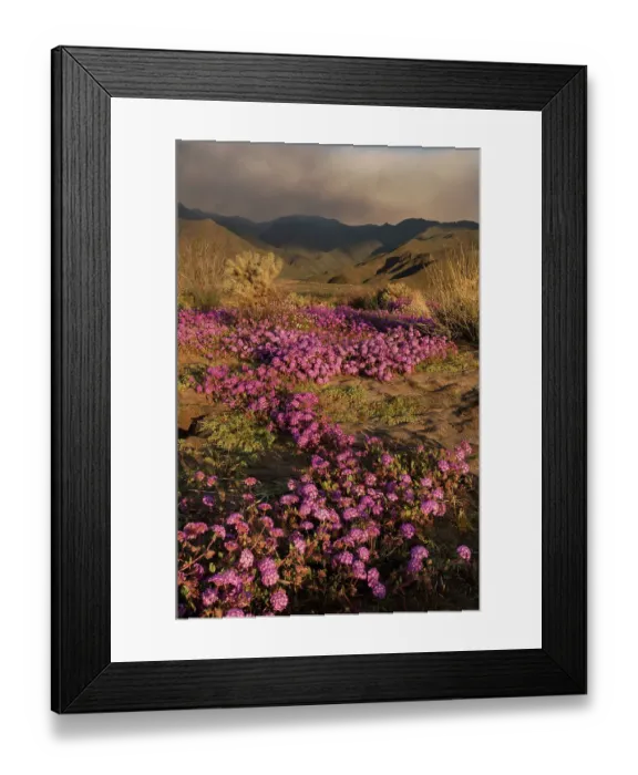Framed Print : USA, California, Anza-Borrego Desert State Park. Wildflowers and arid mountain landscape. ©Don Grall  /  Jaynes Gallery  /  DanitaDelimont.com