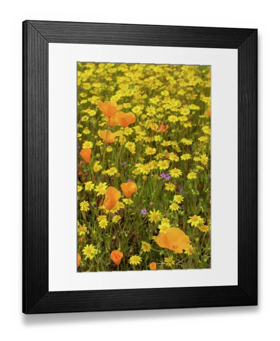Framed Print : USA, California, Diamond Valley State Park. Mix of wildflowers in field. ©Don Grall / Jaynes Gallery / DanitaDelimont.com Framed Print : USA, California, Diamond Valley State Park. Mix of wildflowers in field. ©Don Grall / Jaynes Gallery / DanitaDelimont.com