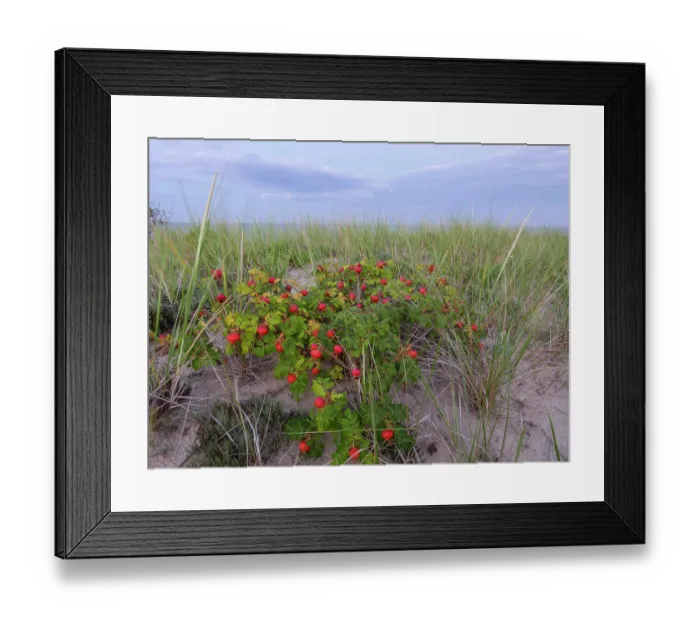 Framed Print : Cape Cod Framed Print : Cape Cod