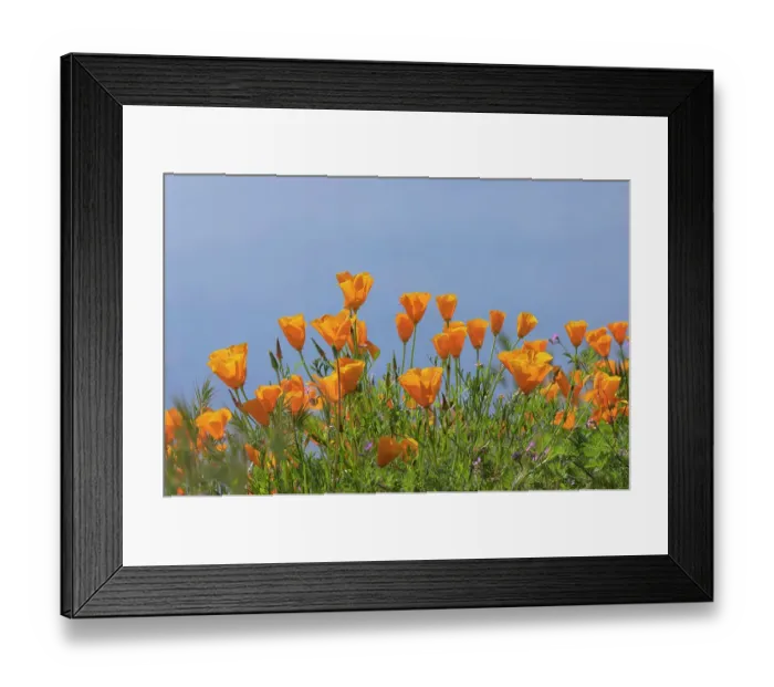 Framed Print : USA, California, Diamond Valley State Park. Close-up of yellow poppies. ©Don Grall / Jaynes Gallery / DanitaDelimont.com Framed Print : USA, California, Diamond Valley State Park. Close-up of yellow poppies. ©Don Grall / Jaynes Gallery / DanitaDelimont.com