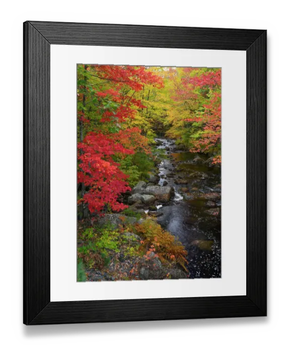 Framed Print : USA, Maine. Creek with red maples and fall foliage near Cherryfield Maine Framed Print : USA, Maine. Creek with red maples and fall foliage near Cherryfield Maine