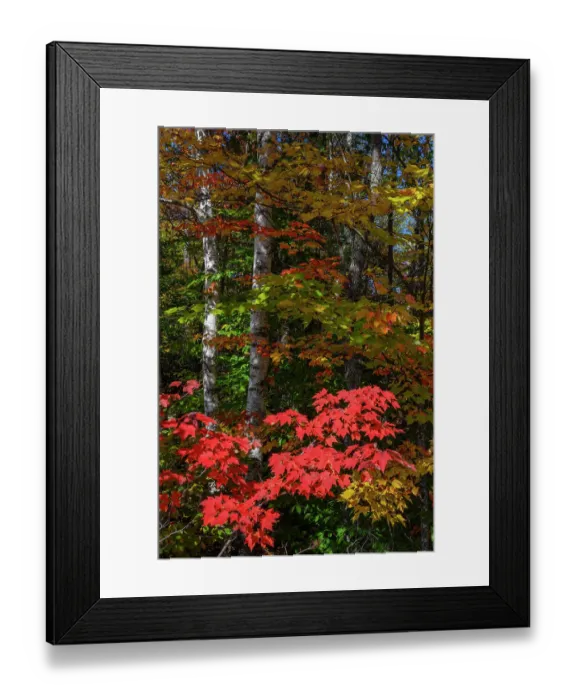 Framed Print : USA, Maine. Birch trunks and Fall foliage, Katahdin Region