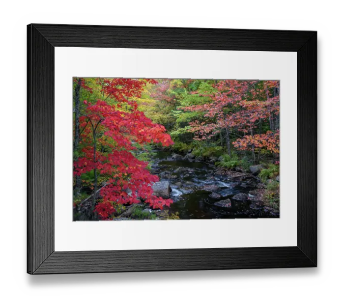 Framed Print : USA, Maine. Colorful fall foliage along creek near Cherryfield Framed Print : USA, Maine. Colorful fall foliage along creek near Cherryfield