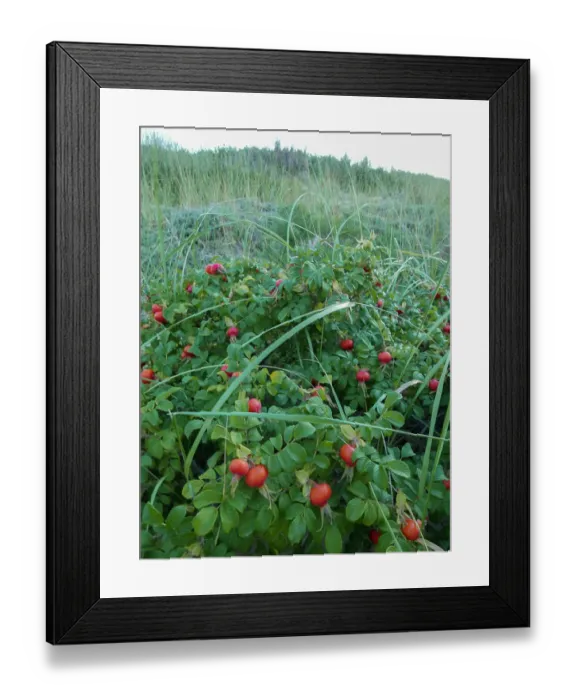 Framed Print : Rose hips, wild rose in Cape Cod landscape