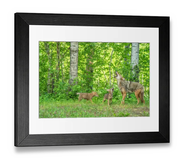 Framed Print : USA, Minnesota. Howling coyote adult and pups Framed Print : USA, Minnesota. Howling coyote adult and pups