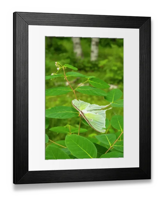 Framed Print : USA, Minnesota. Luna moth on leaves Framed Print : USA, Minnesota. Luna moth on leaves