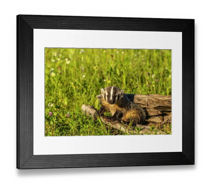 Framed Print : USA, Minnesota. Close-up of captive young badger on log Framed Print : USA, Minnesota. Close-up of captive young badger on log
