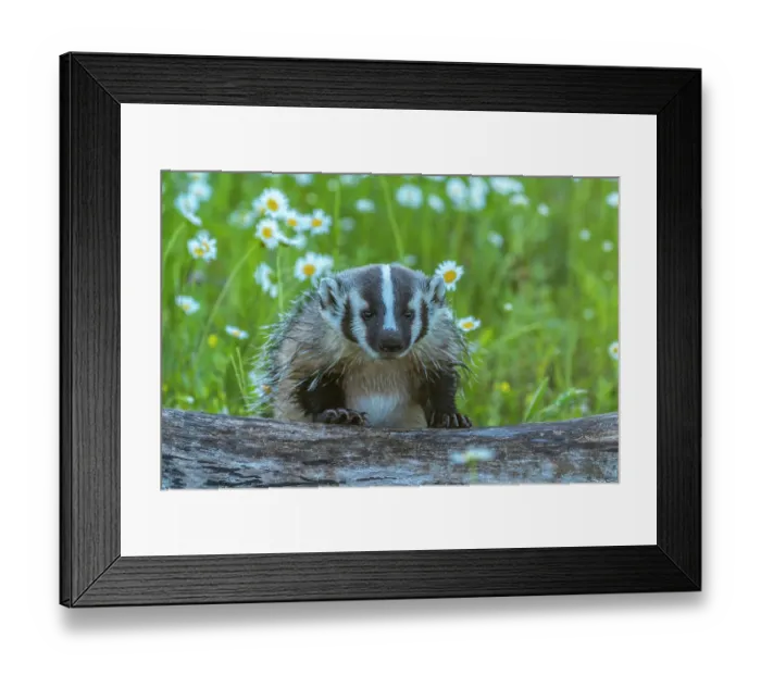 Framed Print : USA, Minnesota. Young captive badger peers over log